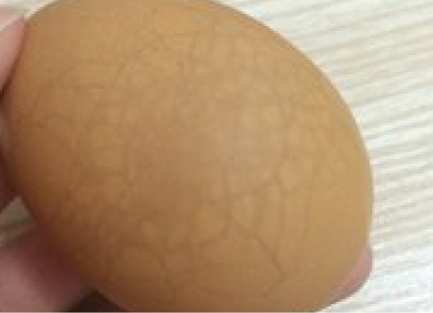 ひびのような網目模様が見えている卵